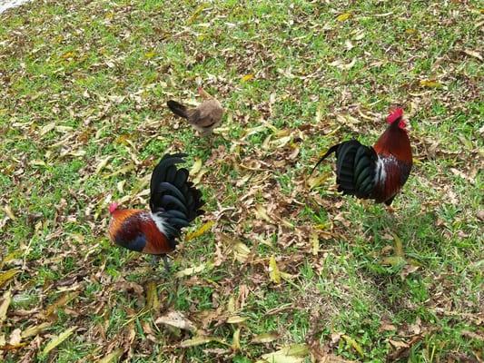 Roosters (cocks) and hen