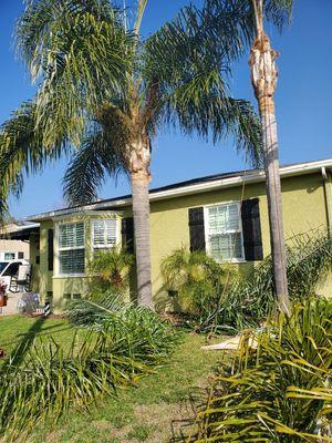 Palm trees prunning