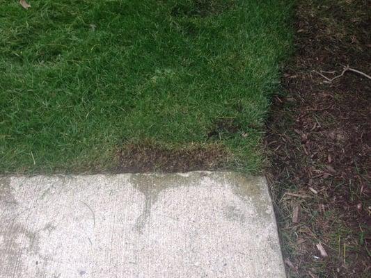 This is damage from today. I wish I could fire them but the HOA says they're cheap. But who cares if they ruin the grass?