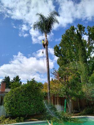 Queen Palm tree trimming