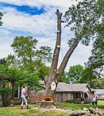 Photo captured while log is falling to land perfectly