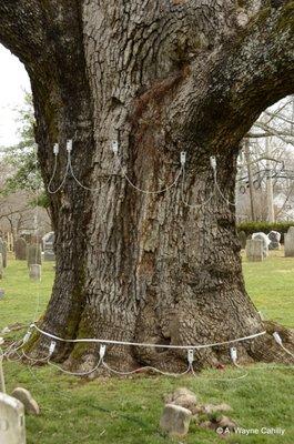 Sonic tomograph used to image the inside of a tree as a component in Level 3 Risk Assessment.