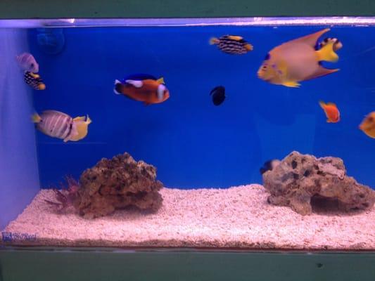 Healthy selection of salt water fish