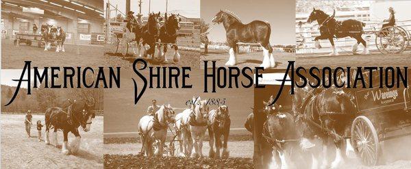 American Shire Horse Association featuring Shire Horses from across the USA