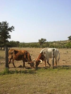 Neighbors who like to moo