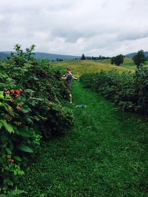 Black raspberry picking is good!