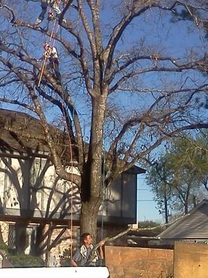 Main Branch Tree Service