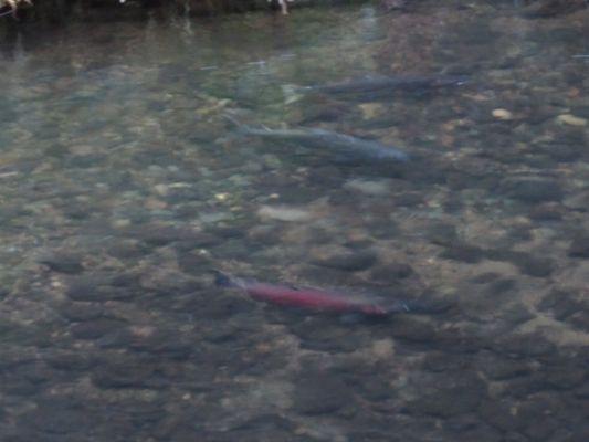 3 Salmon fishes near the fish viewing area parking lot