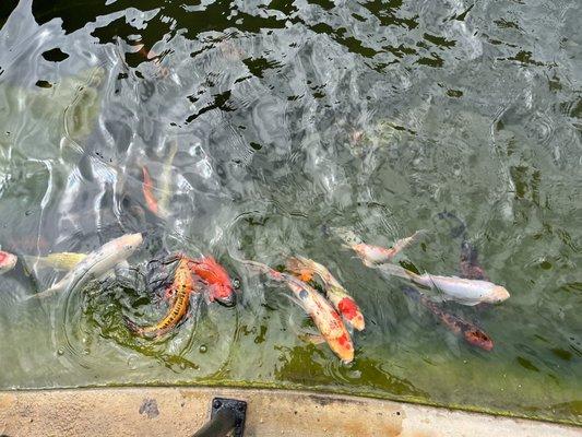 Koi pond