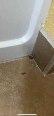 One dead and one alive roach next to shower