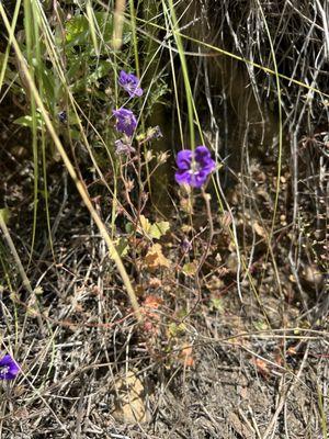 Parry's Phacelia