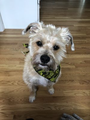 Gus, the Fashionista! Always excited to go on the trails!