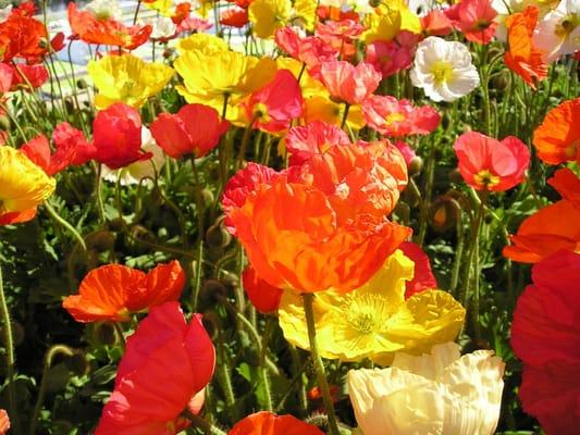 Iceland Poppies