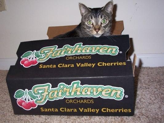 I eated all the cherries....