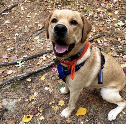 Max ready to be walked