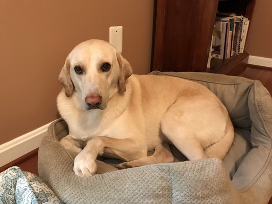 Shiloh the Therapy Dog!