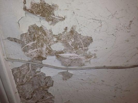 Termite damage on a garage wall in Flower Mound