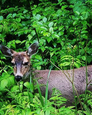 Sitka black tail