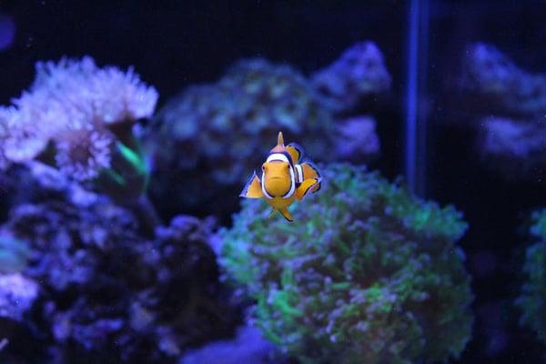 The nemo I purchased from them. :)