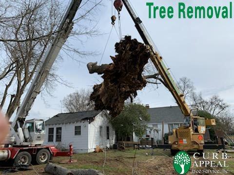 www.curbappealtreeservices.com