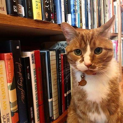 Bustopher Jones: bookstore cat