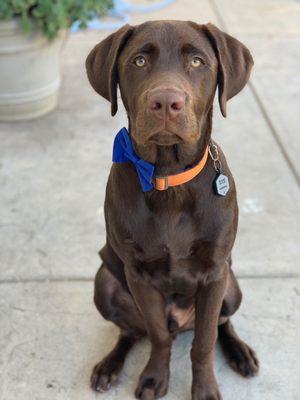 Moose after his grooming