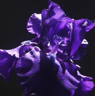 Miguel's photo of a blue iris, printed on metal.