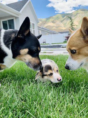 Donut, Yuki, & Mochi