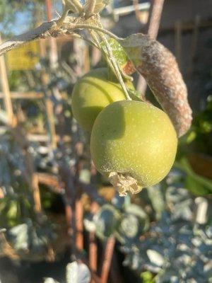 Tucson grown apples