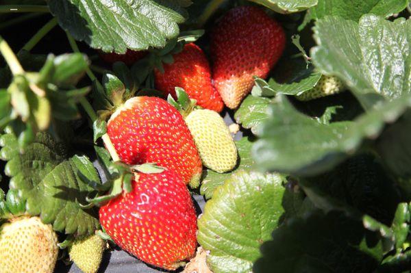 Stehly Farms Organics U pick strawberry