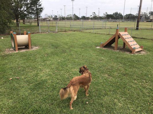 Lots of fun dog agility equipment