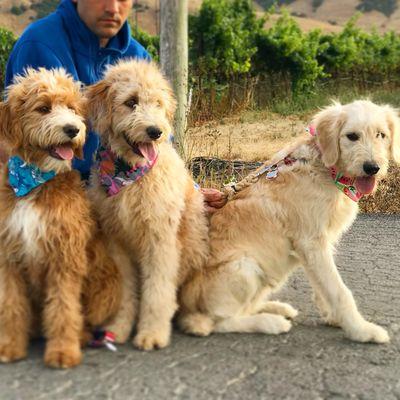 Raising doodlepups in Sonoma! Looking for a SONOMA Land? Call me today. Get some yard space for your furbabies to play in