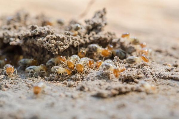 Guardian Termite and Pest Services