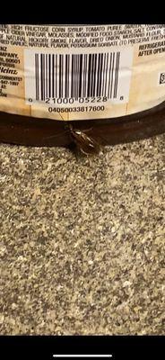 These are the roaches that are everywhere, kitchen, sink, restroom, everywhere!