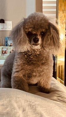 One happy silver toy poodle, fluffier than a marshmallow!