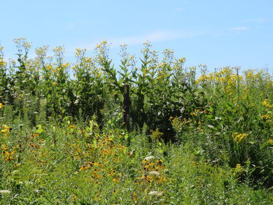 Summer wildflowers