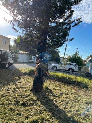 Getting ready to cut pine tree