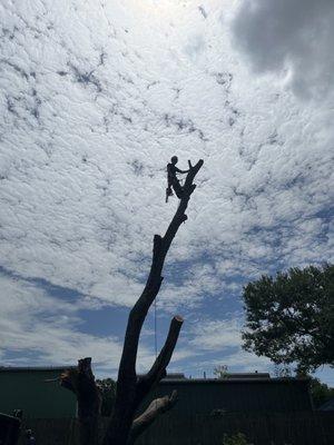 Large oak removal