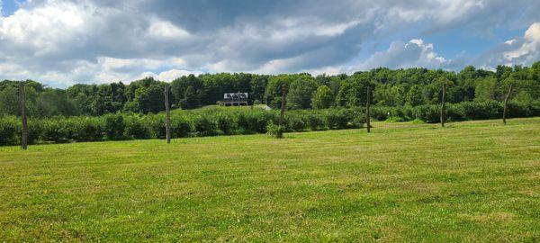 Beautiful farm owner's home overlooking the field of blueberry bushes.