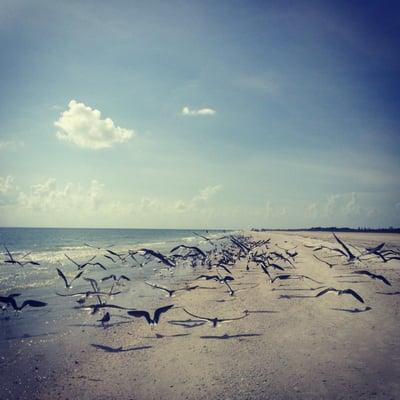 Hang with the bird on private Resident's Beach, Crescent Beach and free access to Tigertail beach