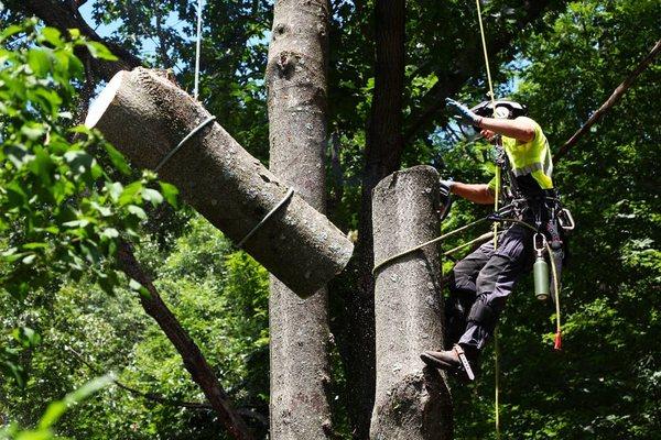 Tree removal (Tree of Heaven)