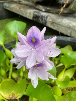 One of the water lilies near the entrance was blooming.