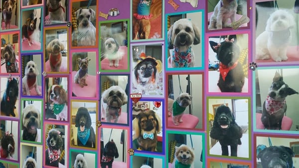 Our board of some of our beautiful pets that come in.