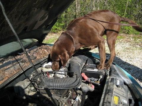 Positive Response Canines