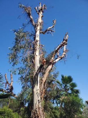 Topping enormous Eucalyptus tree.