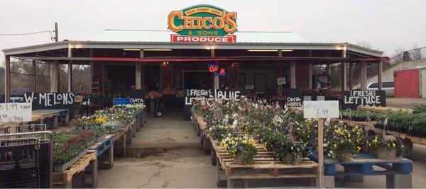 Front of Chico's - spring Pansies for sale!