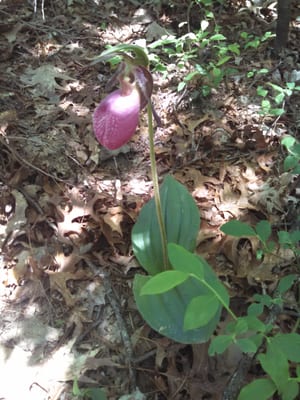 Lady's Slipper