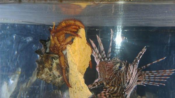 Volitan lionfish checking out his new tank mate, white spotted hermit crab