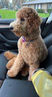 My labradoodle penny right after her fresh bath and cut