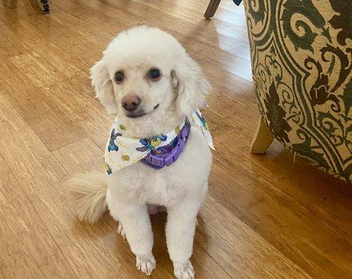 Stella after grooming. She is smiling! I love the clean feet! Prior to her visit to  she brought dirt & foliage into the house.